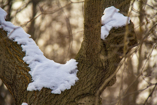 積雪