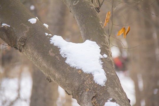 積雪
