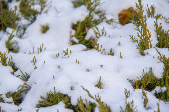積雪