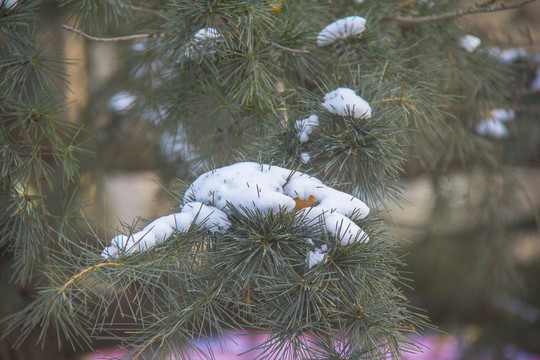 積雪