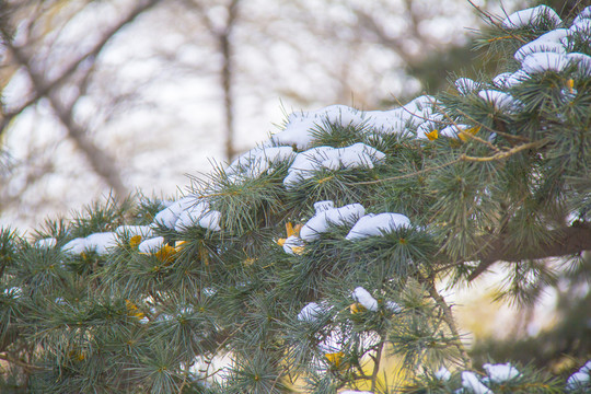 積雪