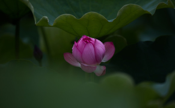 荷花 意境荷花 高清大圖