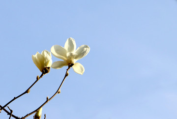 白色玉蘭花