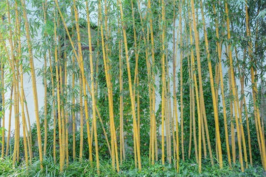 意境竹林