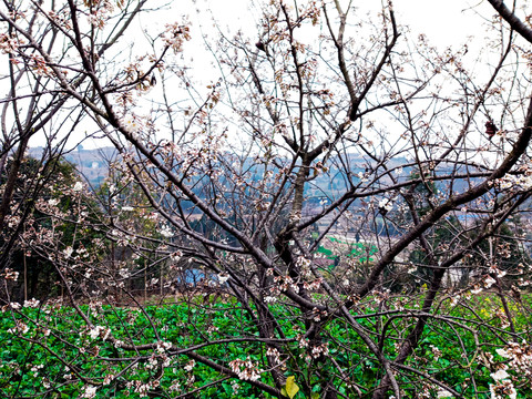 櫻桃花