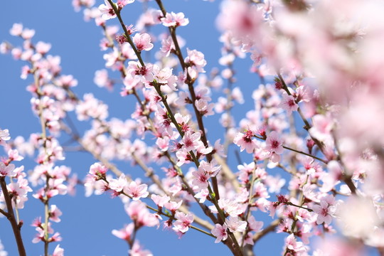 桃花