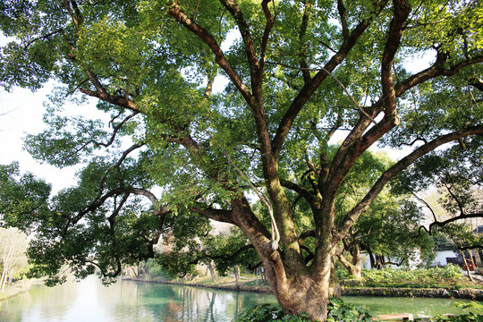 西溪濕地公園大樟樹