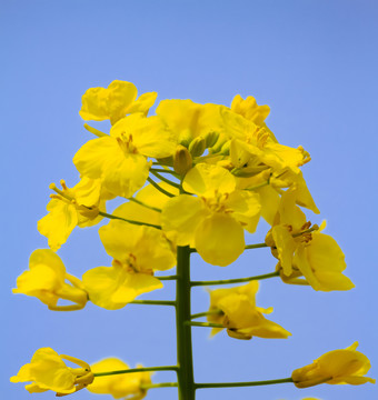 黃花