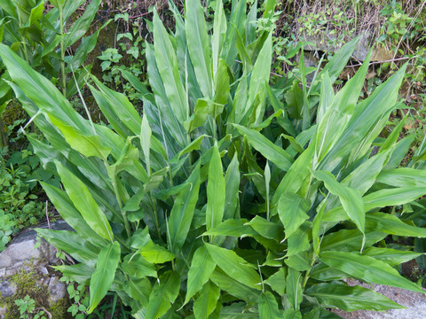 姜科植物陽(yáng)荷