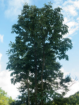 厚樸樹(shù)