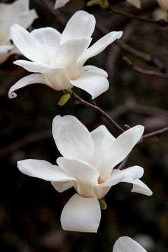 白玉蘭 玉蘭花