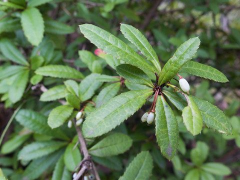 小檗科野生植物假豪豬刺