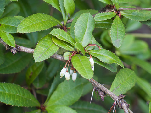 小檗科野生植物假豪豬刺