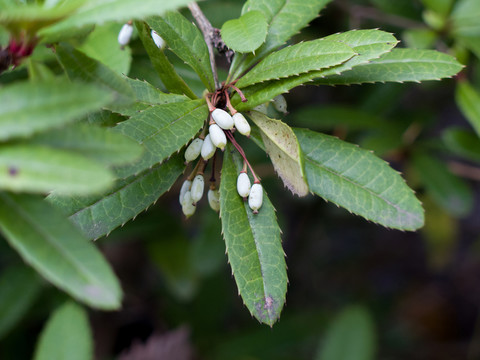 小檗科野生植物假豪豬刺