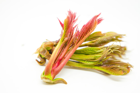 香椿芽 高清大圖