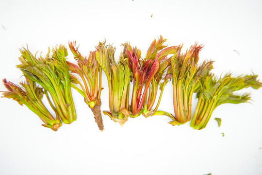 香椿芽 高清大圖