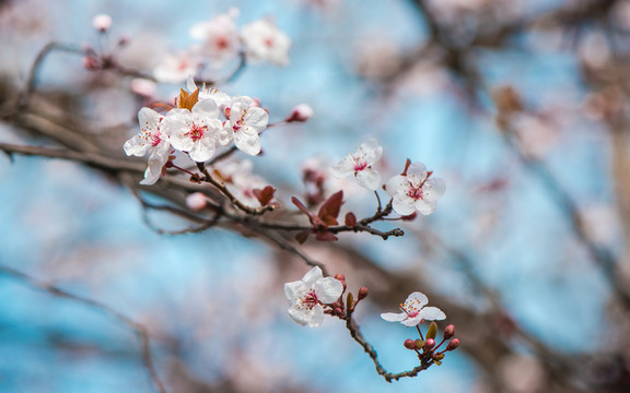 梨花又開放