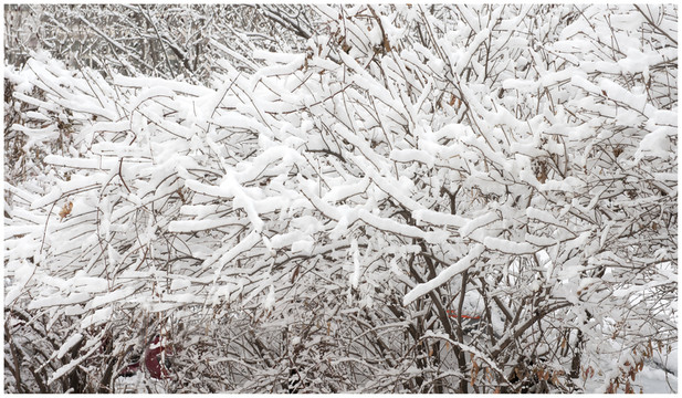 雪后 瑞雪