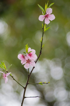 桃花