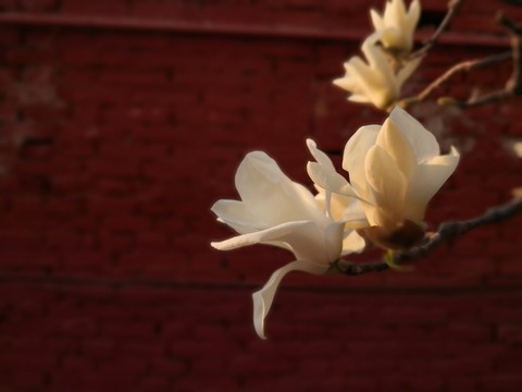 辛夷花