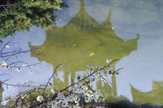 東湖梅園春梅綻放