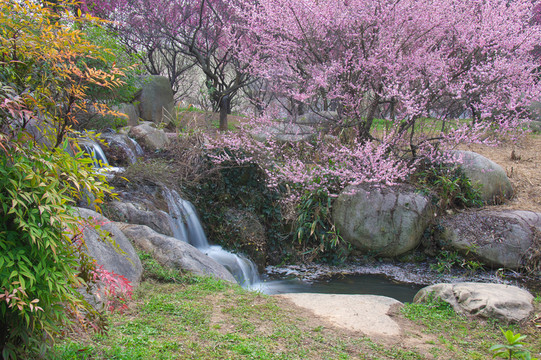 東湖梅園春梅綻放