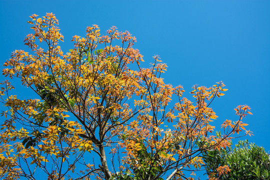 紅葉 藍(lán)天