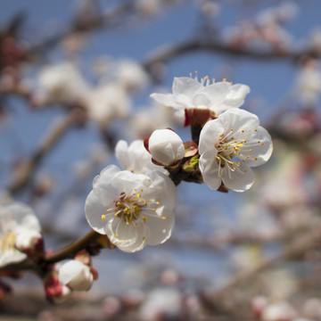 春暖杏花開(kāi)