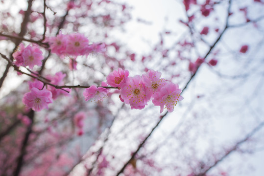 春暖花開 花 背景 手機(jī)壁紙
