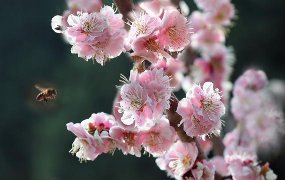 桃花 蜜蜂