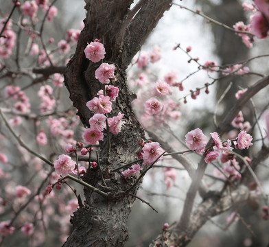 桃花