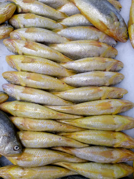 小黃魚 手機圖片