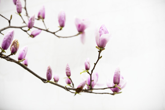 玉蘭花