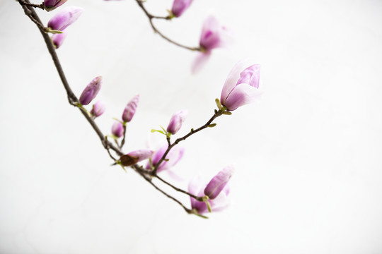 玉蘭花