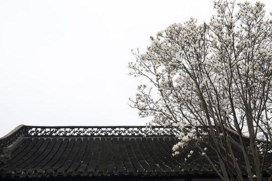 玉蘭花開