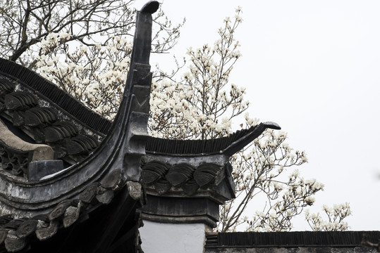 玉蘭花開(kāi)