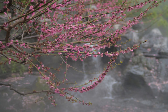 梅花