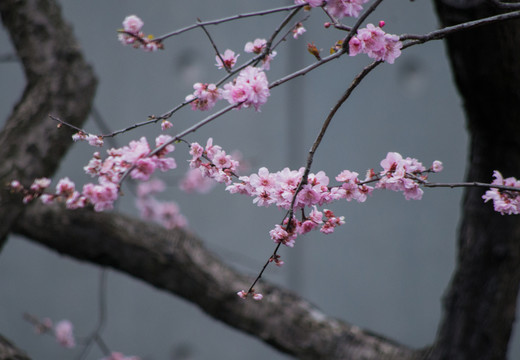 梅花
