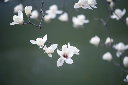 玉蘭花開
