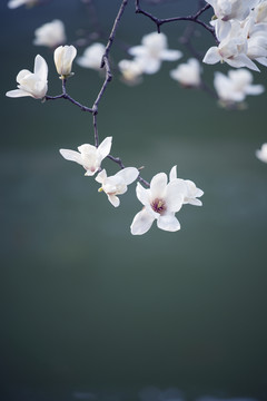 玉蘭花開
