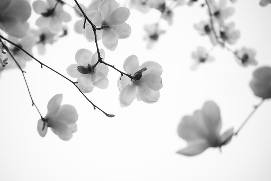 玉蘭花開