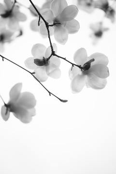 玉蘭花開