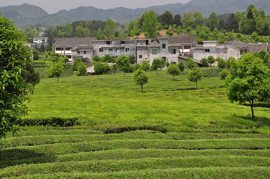 茶園茶海