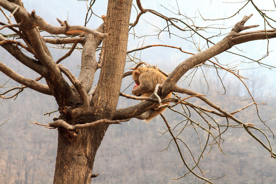 太行獼猴 樹上