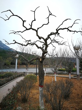 造型樹(shù)木