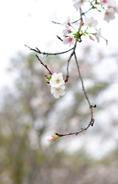 櫻花