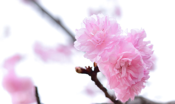 櫻花