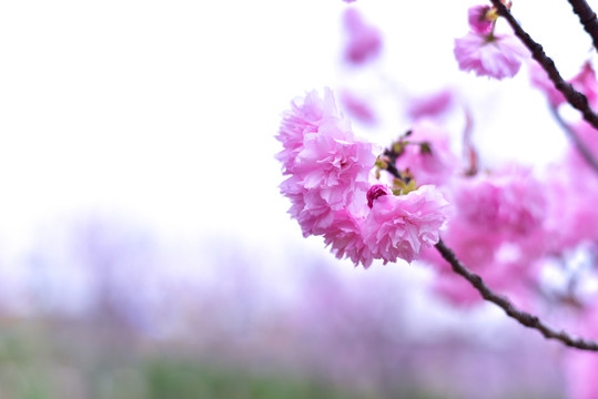 櫻花
