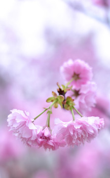 櫻花
