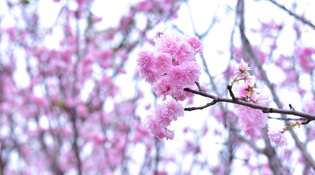 櫻花
